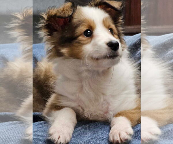 Medium Photo #6 Mutt Puppy For Sale in Columbus, OH, USA