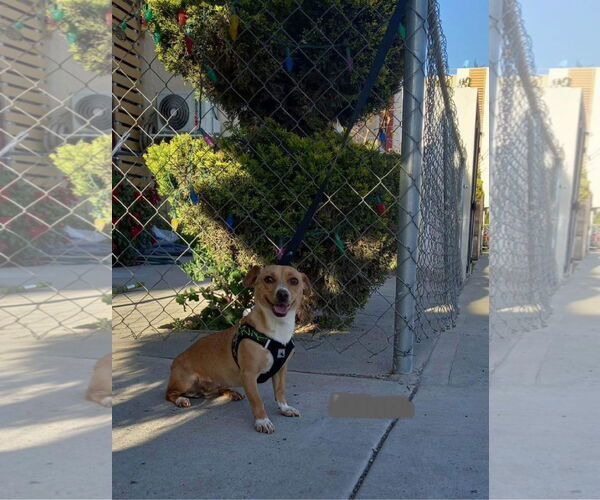 Medium Photo #3 Chiweenie Puppy For Sale in Escondido, CA, USA