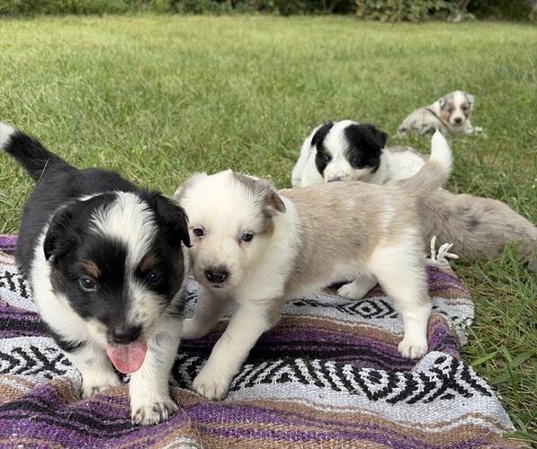 Medium Photo #1 Texas Heeler Puppy For Sale in CONGERVILLE, IL, USA