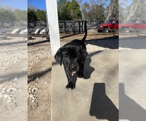 Dalmatian-Labrador Retriever Mix Puppy for sale in DUBLIN, GA, USA