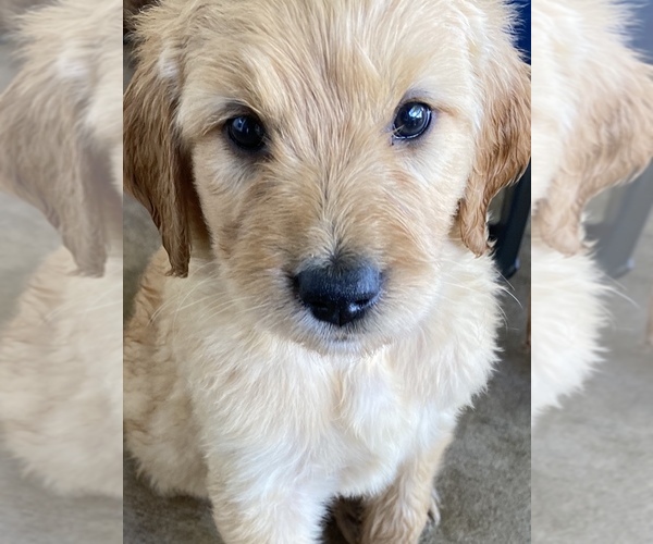 Medium Photo #1 Goldendoodle Puppy For Sale in WALNUT GROVE, MO, USA