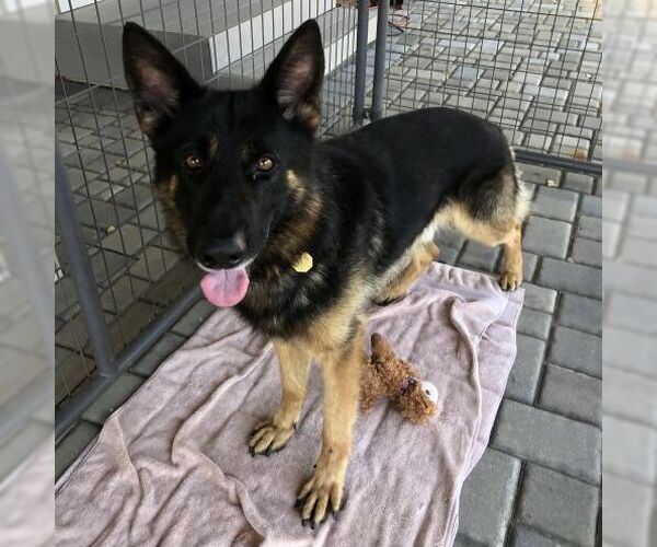 Medium Photo #2 German Shepherd Dog Puppy For Sale in Cupertino, CA, USA