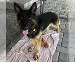 Small #1 German Shepherd Dog