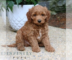 Goldendoodle (Miniature) Puppy for sale in LANCASTER, PA, USA