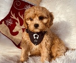 Small #6 Cavalier King Charles Spaniel-Poodle (Toy) Mix