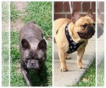 Small Photo #1 French Bulldog Puppy For Sale in N CHESTERFLD, VA, USA