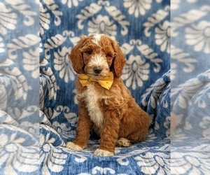 Poodle (Standard) Puppy for sale in NOTTINGHAM, PA, USA