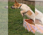 Small Photo #6 Mutt Puppy For Sale in Brooklyn Center, MN, USA