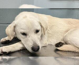 Labrador Retriever-Unknown Mix Dogs for adoption in Corpus Christi, TX, USA