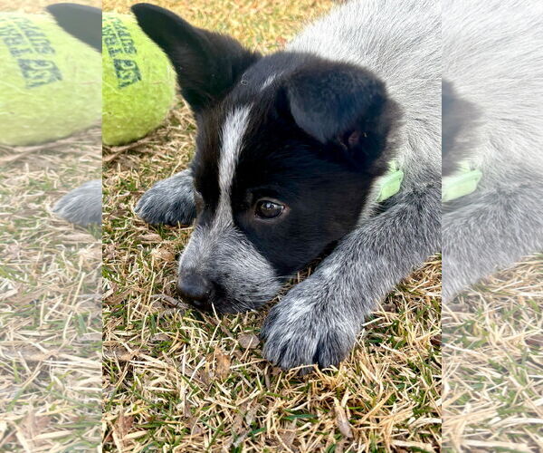 Medium Photo #6 Mutt Puppy For Sale in Sandy, UT, USA