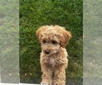 Small #3 Cavapoo (Miniature)