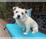 Small #2 Border Terrier-Jack Russell Terrier Mix