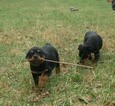 Small Photo #18 Rottweiler Puppy For Sale in VONORE, TN, USA
