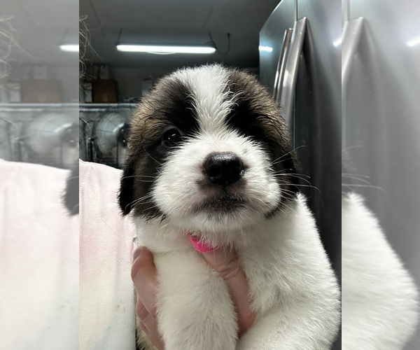 Medium Photo #7 Saint Bernard Puppy For Sale in PROSPER, TX, USA