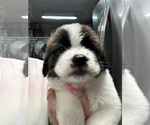 Small #6 Saint Bernard