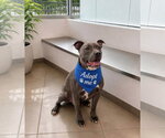 Small #1 American Staffordshire Terrier