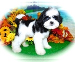 Small #5 ShihPoo-Yorkshire Terrier Mix