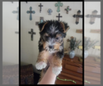 Small Photo #1 Yorkshire Terrier Puppy For Sale in CLAREMORE, OK, USA