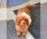 Small Photo #8 Cavapoo Puppy For Sale in SYRACUSE, IN, USA