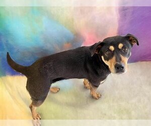 Shepweiller Dogs for adoption in Tulsa, OK, USA