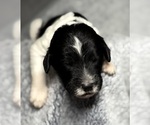 Small Photo #17 Goldendoodle Puppy For Sale in HOWARD CITY, MI, USA