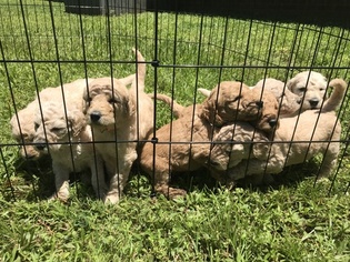 Goldendoodle Puppy for sale in TUPELO, MS, USA
