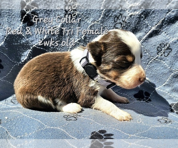 Medium Photo #22 Border Collie Puppy For Sale in BYBEE, TN, USA