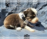 Small #21 Border Collie