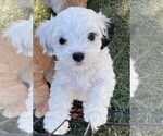 Puppy Casper Cavapoo