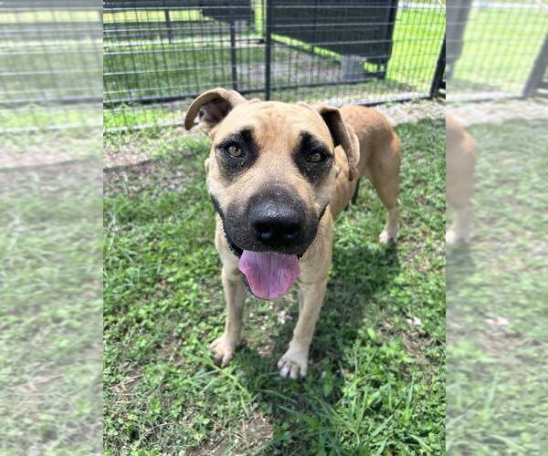 Medium Photo #2 Black Mouth Cur-Unknown Mix Puppy For Sale in Abbeville, LA, USA