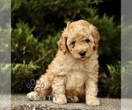Small Goldendoodle (Miniature)