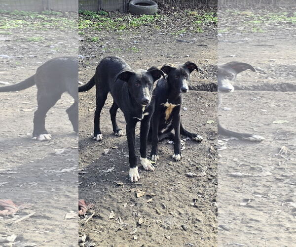 Medium Photo #5 Labrador Retriever-Unknown Mix Puppy For Sale in Oakhurst, NJ, USA