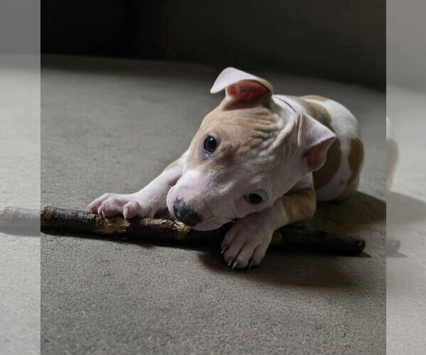 Medium Photo #2 Mutt Puppy For Sale in Spotsylvania, VA, USA