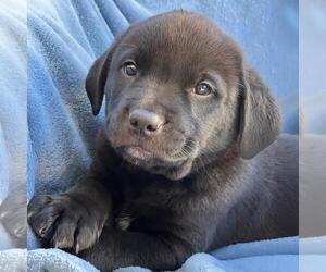 Golden Labrador Dogs for adoption in San Diego, CA, USA