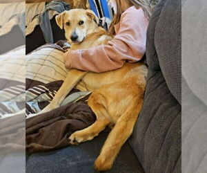 Peach - Female Labrador Retriever-Unknown Mix Dog for Adoption - Photo #9