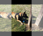 Small Photo #6 Malinois Puppy For Sale in AFTON, VA, USA