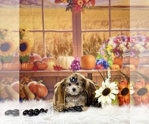 Yo-Chon Puppy for sale in RIPLEY, MS, USA