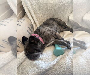 Cookie Crisp - Adopt Me! - Female French Bulldog-Unknown Mix Dog for Adoption - Photo #8