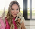 Small Photo #14 Labrador Retriever Puppy For Sale in LAKE WALES, FL, USA