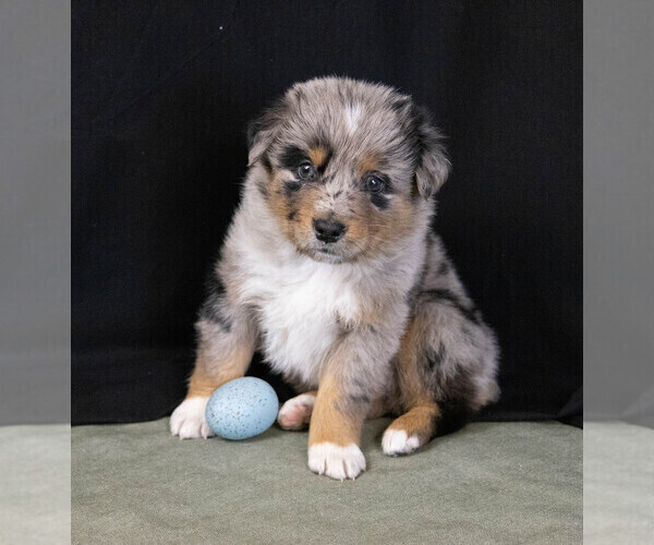 Medium Photo #1 Australian Shepherd Puppy For Sale in HEDRICK, IA, USA
