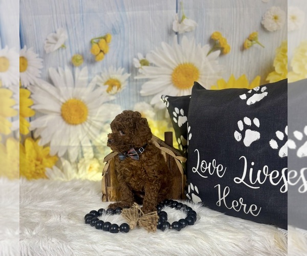 Medium Photo #9 Poodle (Toy) Puppy For Sale in RIPLEY, MS, USA