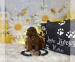 Small #8 Poodle (Toy)