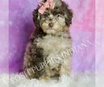 Puppy Dahlia Poodle (Miniature)