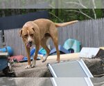 Small Photo #12 Labrador Retriever-Unknown Mix Puppy For Sale in Sebec, ME, USA