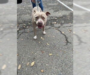 Mutt Dogs for adoption in Stockton, CA, USA