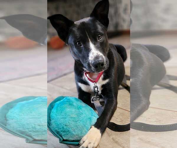 Medium Photo #4 Mutt Puppy For Sale in Arlington, VA, USA