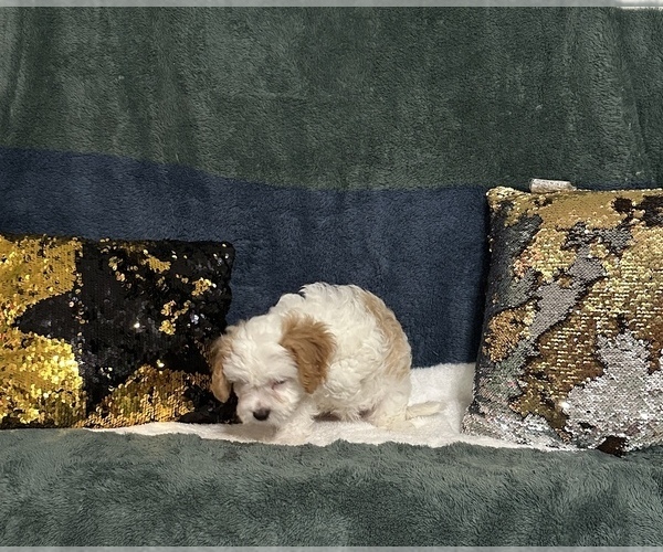 Medium Photo #2 Cavapoo (Miniature) Puppy For Sale in GREENVILLE, MO, USA