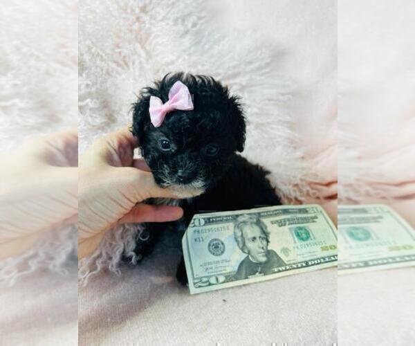 Medium Photo #9 Poodle (Toy) Puppy For Sale in NAPLES, FL, USA