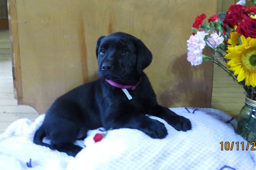 Medium Photo #1 Labrador Retriever Puppy For Sale in TUSTIN, MI, USA