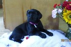 Small Photo #1 Labrador Retriever Puppy For Sale in TUSTIN, MI, USA